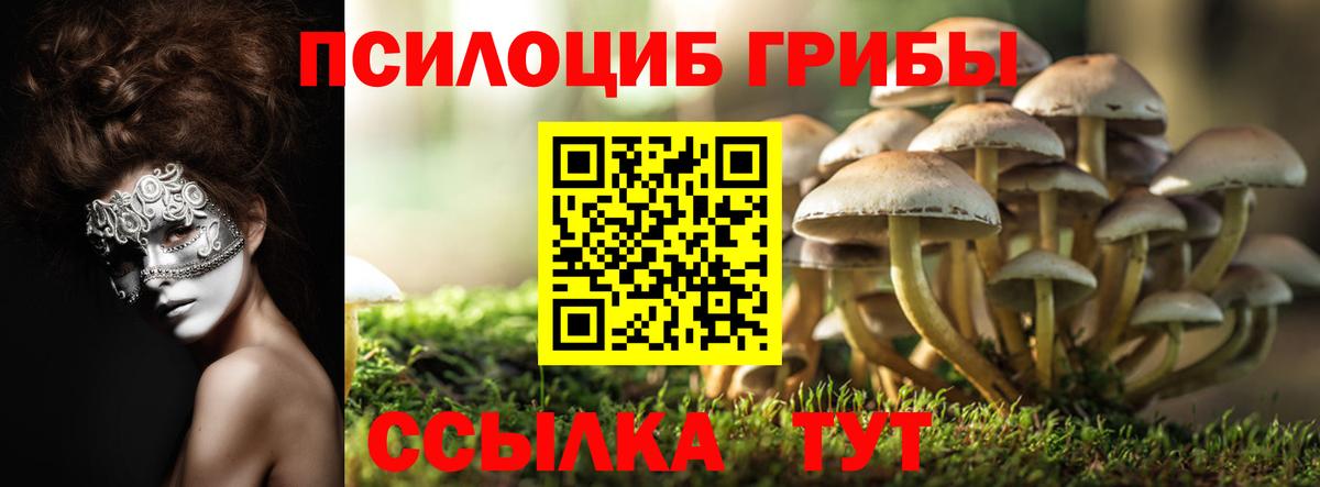 Галлюциногенные грибы Psilocybe Аргун